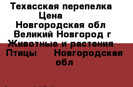 Техасская перепелка › Цена ­ 250 - Новгородская обл., Великий Новгород г. Животные и растения » Птицы   . Новгородская обл.